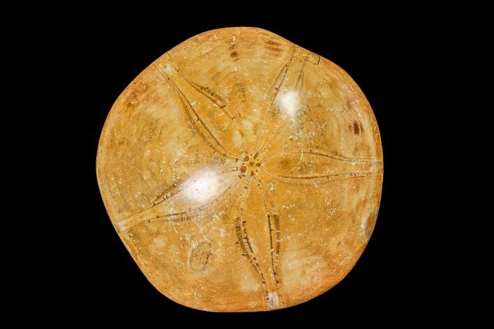 Polished Fossil Sand Dollar (Mepygurus) - Jurassic #158089